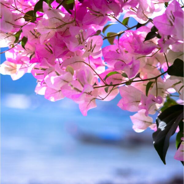 flowerblossoms danielchodusov Thumbnail