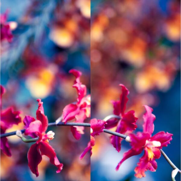 danielchodusov blossoms2 Thumbnail
