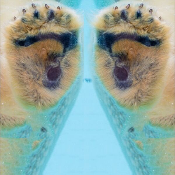 paws polarbear Thumbnail