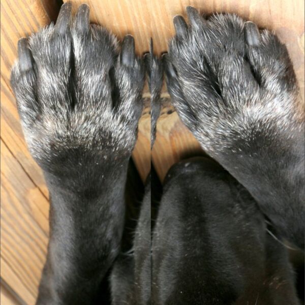 paws doggy Thumbnail