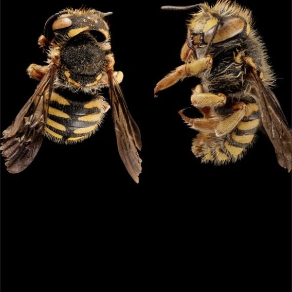 giant bees Thumbnail