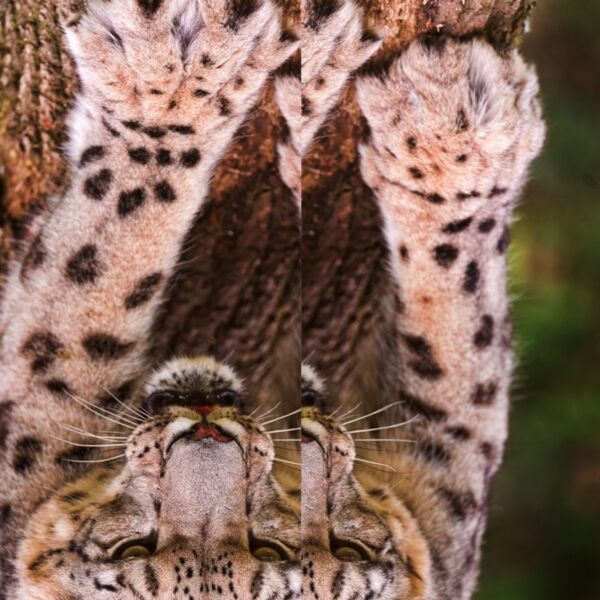 paws snowleopard tambako 2 Thumbnail