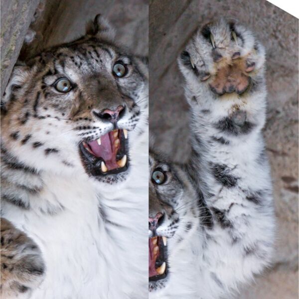 tambako leopard Thumbnail